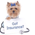 How to Find the Best Pet Insurance Plans