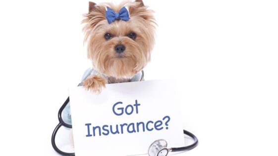 How to Find the Best Pet Insurance Plans