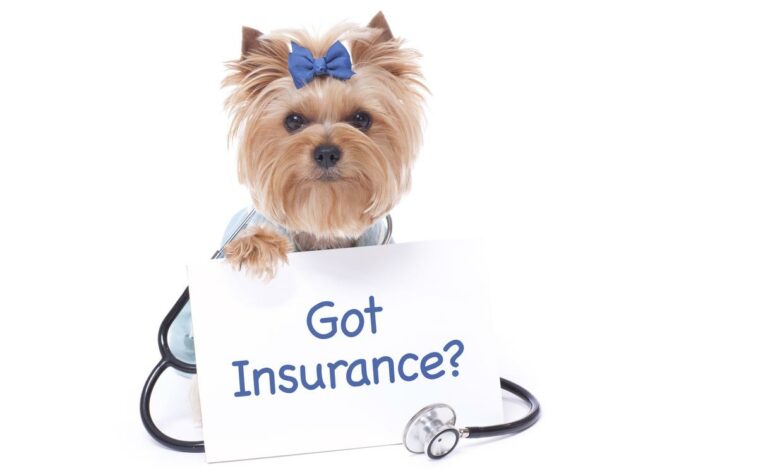 How to Find the Best Pet Insurance Plans